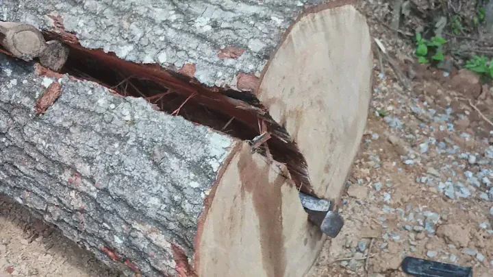 Evan splitting red oak, 47"×25"